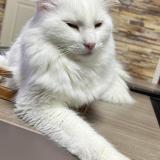 Photo de chat perdu à Vendin Le Vieil