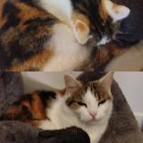 Photo de chat perdu à Chatenoy Le Royal