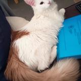 Photo de chat perdu à Toulouse