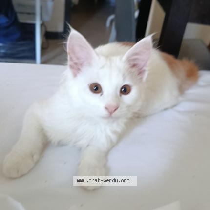 Photo 2/2 Lilo Chat perdu à Toulouse