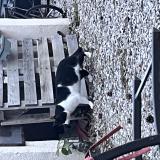 Photo de chat trouvé à Puyricard