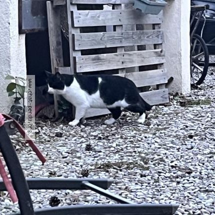 Photo 1/1 Chat trouvé Trouvé à Puyricard