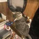 Photo de chat trouvé à Wausau