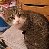 Photo de chat trouvé à Chaix