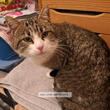 Photo 1/1 Chat trouvé Trouvé à Chaix