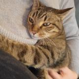 Photo de chat perdu à Nangy