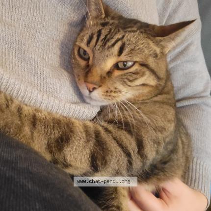 Photo 1/1 Joby Chat perdu à Nangy