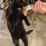 Photo de chat perdu à Grenay