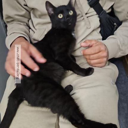 Photo 2/2 Oreo Chat perdu à Grenay