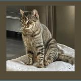 Photo de chat perdu à La Milesse