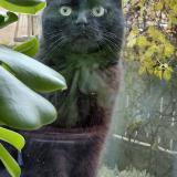 Photo de chat perdu à Rillieux La Pape