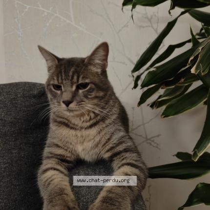 Photo 1/1 Chat retrouvé Trouvé à Vaires Sur Marne
