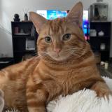 Photo de chat perdu à Evellys