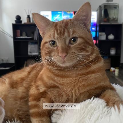 Photo 1/1 Chat retrouvé Perdu à Evellys
