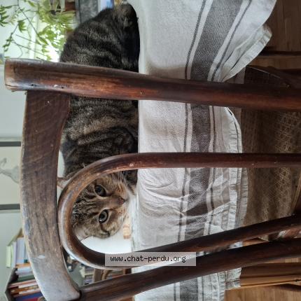 Photo 1/1 Chat trouvé Trouvé à Saint pierre des corps