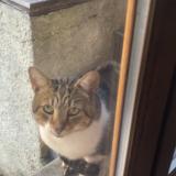 Photo de chat trouvé à Saint Denis