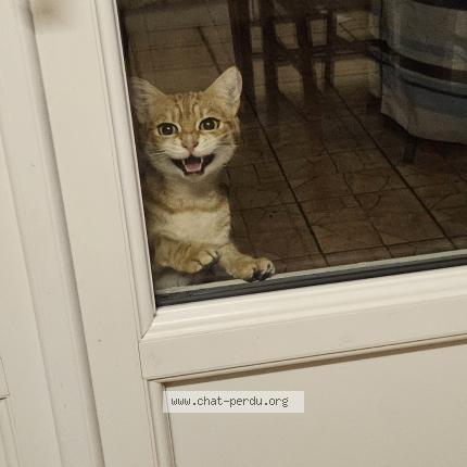 Photo 1/1 Chat trouvé Trouvé à Harfleur