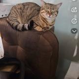 Photo de chat trouvé à Marseille