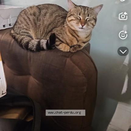 Photo 1/1 Chat trouvé Trouvé à Marseille
