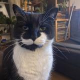 Photo de chat perdu à Montreal