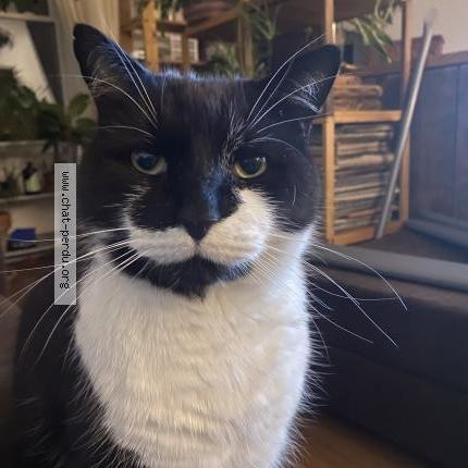 Photo 1/1 Loulou Chat perdu à Montreal