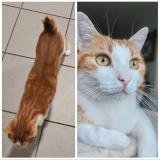 Photo de chat perdu à Saint Jean De Monts