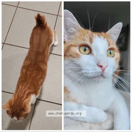 Photo 1/1 DIAVAL Chat perdu à Saint jean de monts