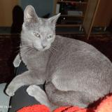 Photo de chat perdu à Saintry Sur Seine