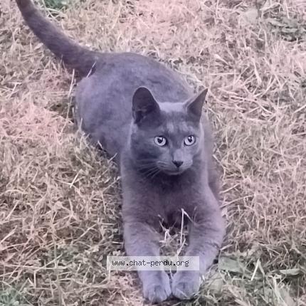 Photo 1/1 Igor Chat perdu à Saintry Sur Seine