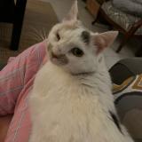 Photo de chat perdu à Parigne