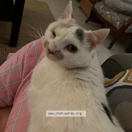 Photo 1/1 TOA Chat perdu à Parigne