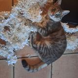 Photo de chat perdu à Lons