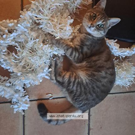 Photo 1/3 Chat retrouvé Perdu à Lons