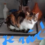 Photo de chat perdu à Plougasnou