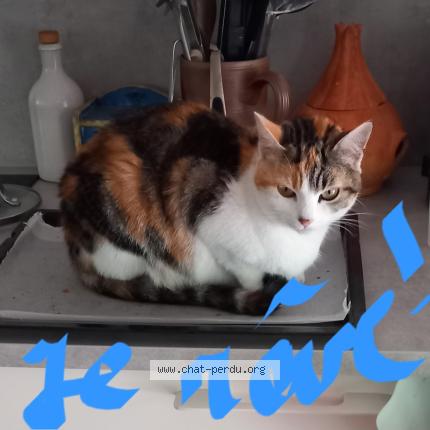 Photo 1/1 Doudie Chat perdu à Plougasnou