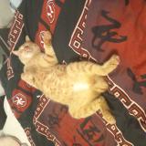 Photo de chat perdu à Hayange