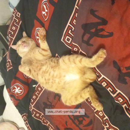 Photo 1/1 Chat retrouvé Perdu à Hayange