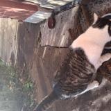 Photo de chat trouvé à Macon