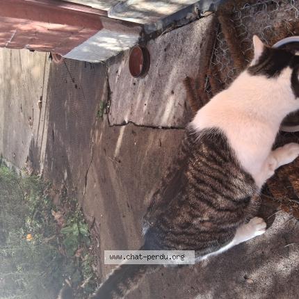Photo 1/1 Chat trouvé Trouvé à Macon