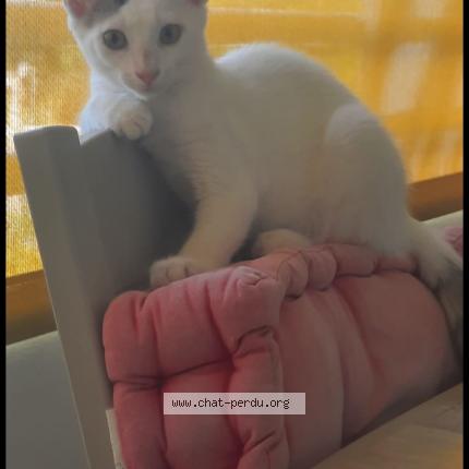 Photo 1/1 Doli-prane Chat perdu à Case pilote