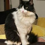 Photo de chat perdu à Tossa De Mar