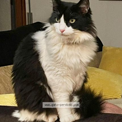 Photo 1/1 Micio Chat perdu à Tossa de mar