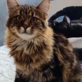 Photo de chat perdu à Bazoches Sur Guyonne