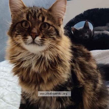 Photo 1/3 Chat retrouvé Perdu à Bazoches sur guyonne