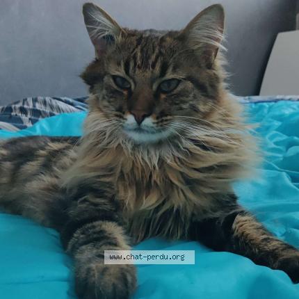 Photo 2/3 Chat retrouvé Perdu à Bazoches sur guyonne