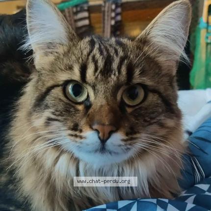 Photo 3/3 Chat retrouvé Perdu à Bazoches sur guyonne