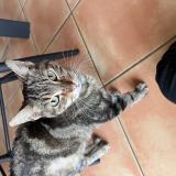 Photo de chat trouvé à Piolenc