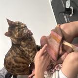 Photo de chat perdu à La Rochelle