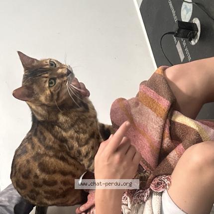 Photo 1/1 Chat retrouvé Perdu à La rochelle