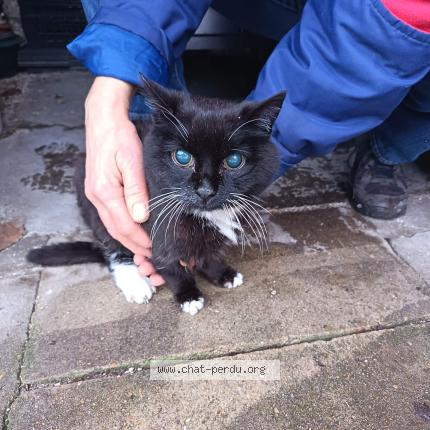 Photo 1/1 Chat retrouvé Trouvé à Le grand quevilly